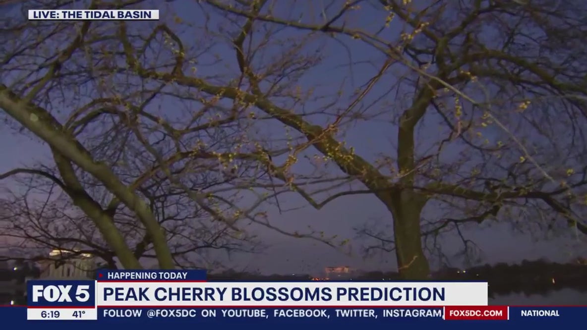 DC Cherry Blossoms: Indicator tree showing four separate stages